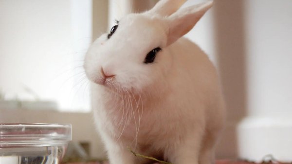 белые кролики