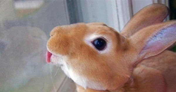 рыжий кролик