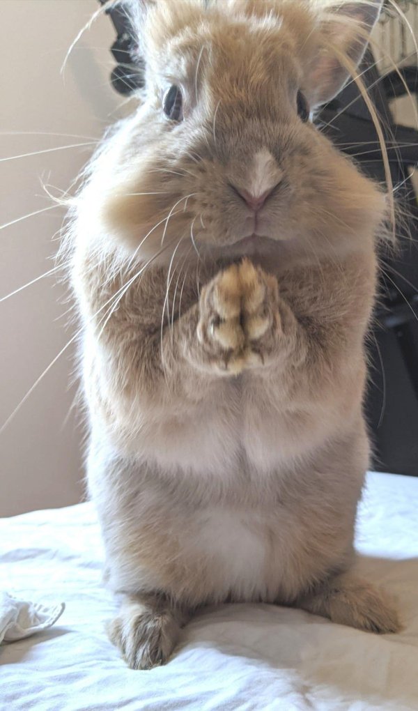 кролики смешные