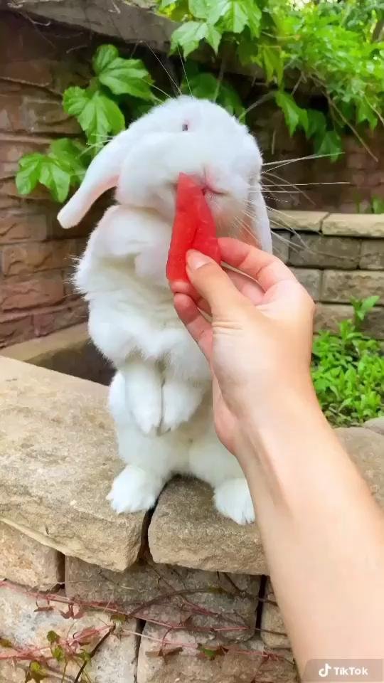 кролики милые