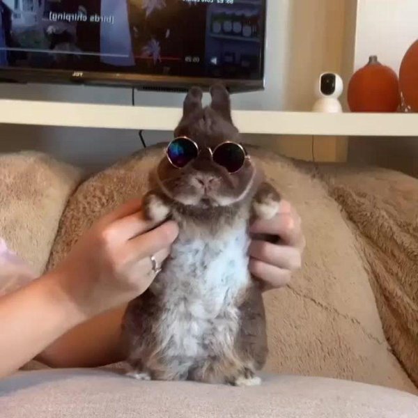 заяц в очках