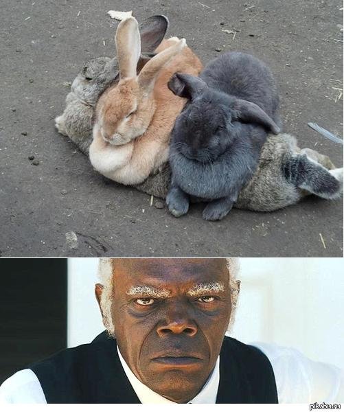 прикольный кролик