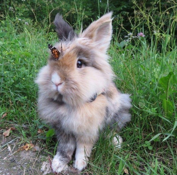 львиноголовый карлик кролик