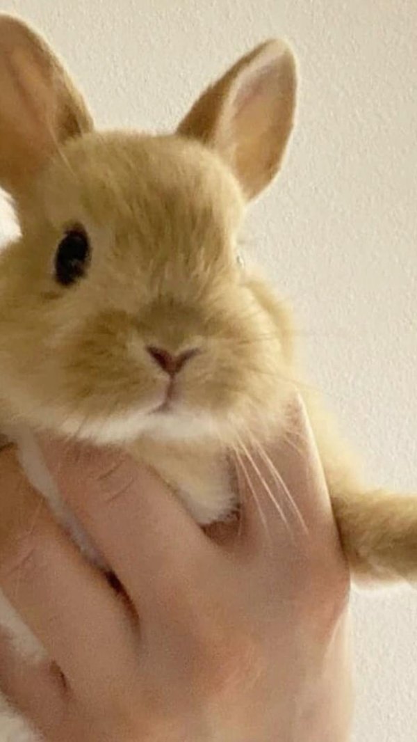 домашние кролики