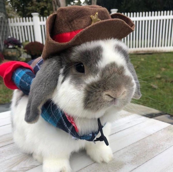 кролики смешные