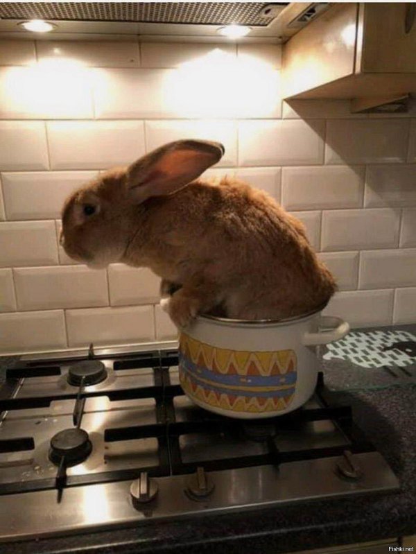 жареный кролик