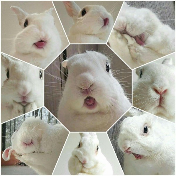 белые кролики