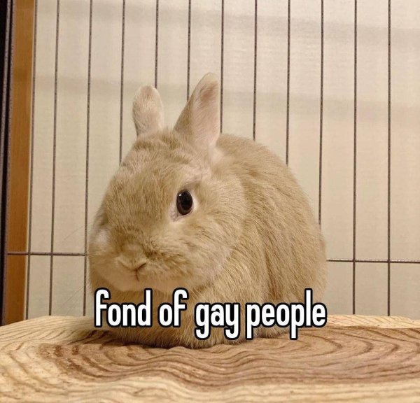 домашние кролики