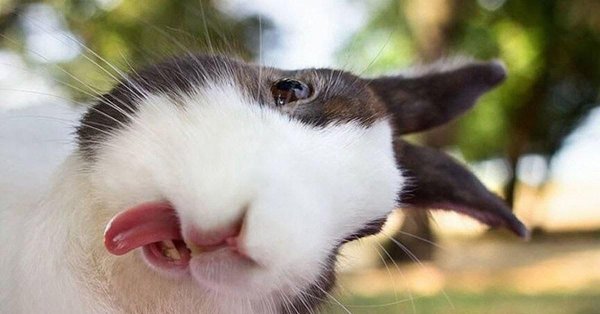 смешной заяц