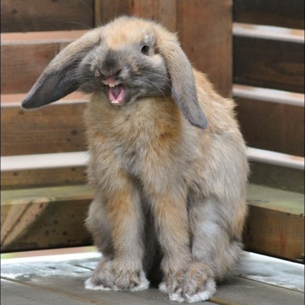 заяц с зубами