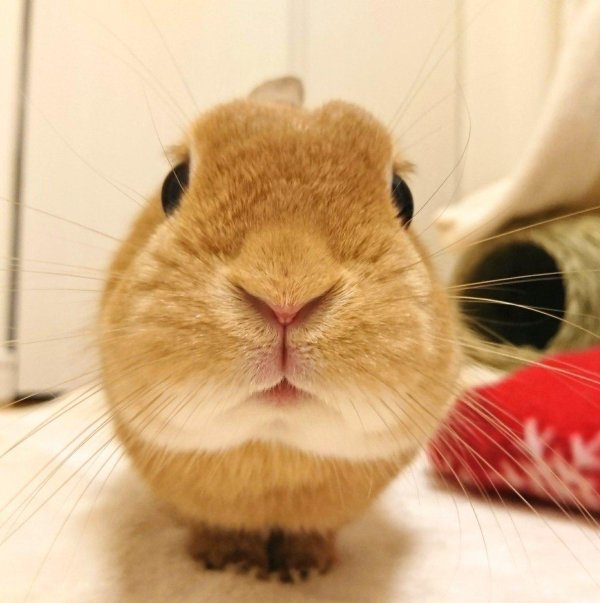 кролик белка карликовая