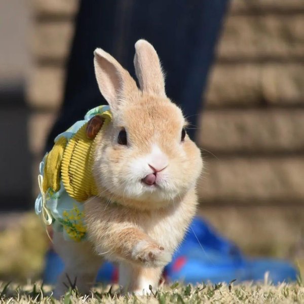 смешные зайчики