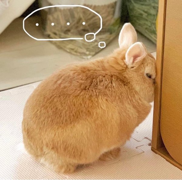 домашние кролики