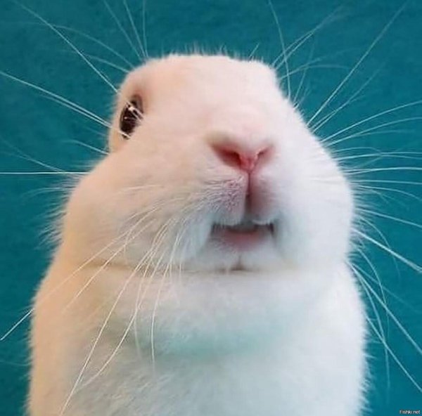 морда кролика