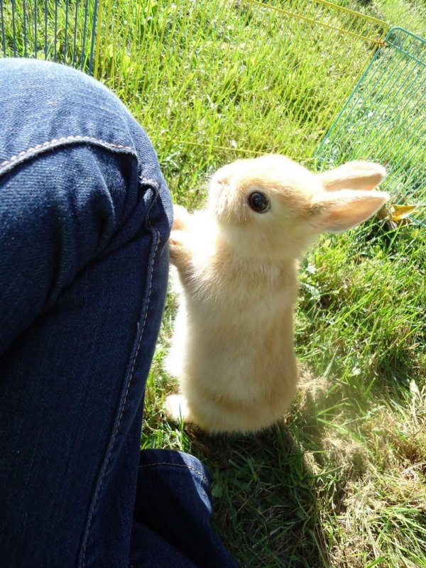 кролики милые