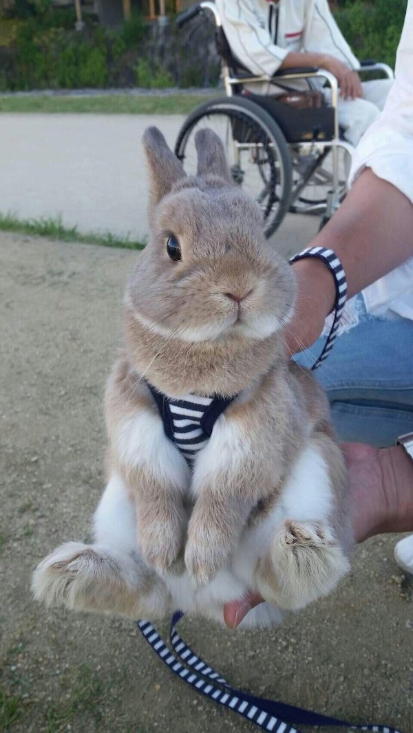 смешные зайчики