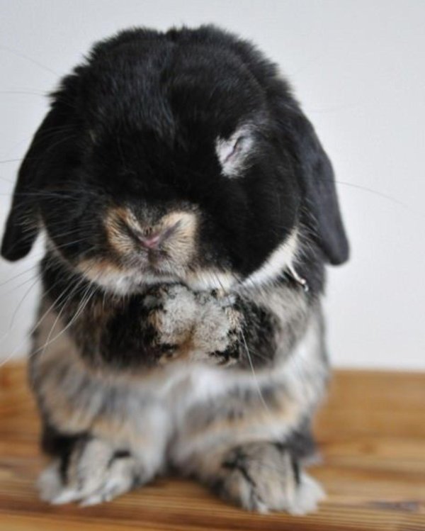 грустный кролик