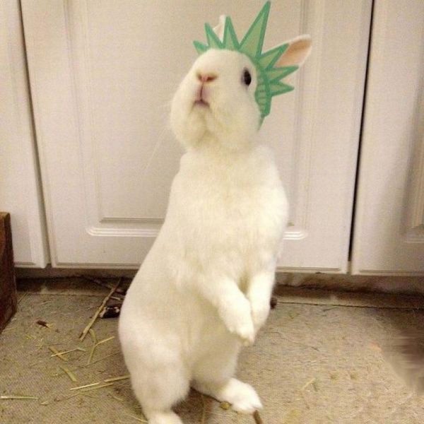 белые кролики