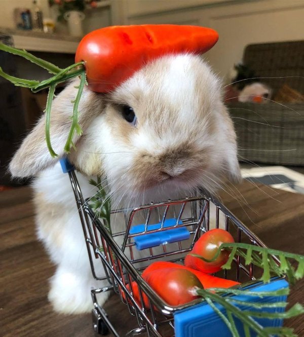 еда для кроликов