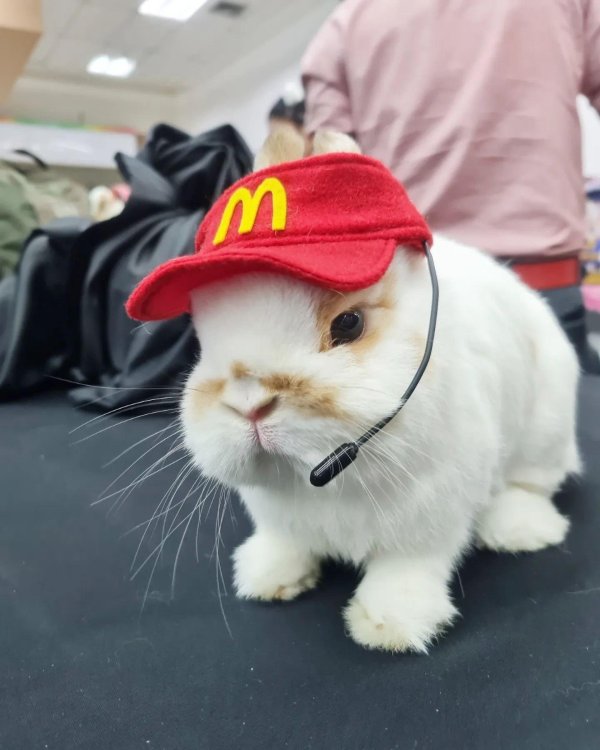 кролики милые