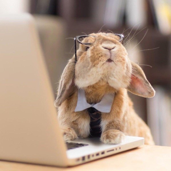 уставший заяц