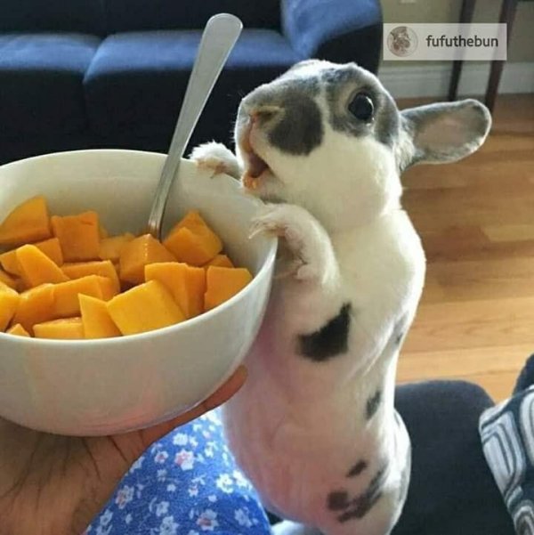 кролики смешные