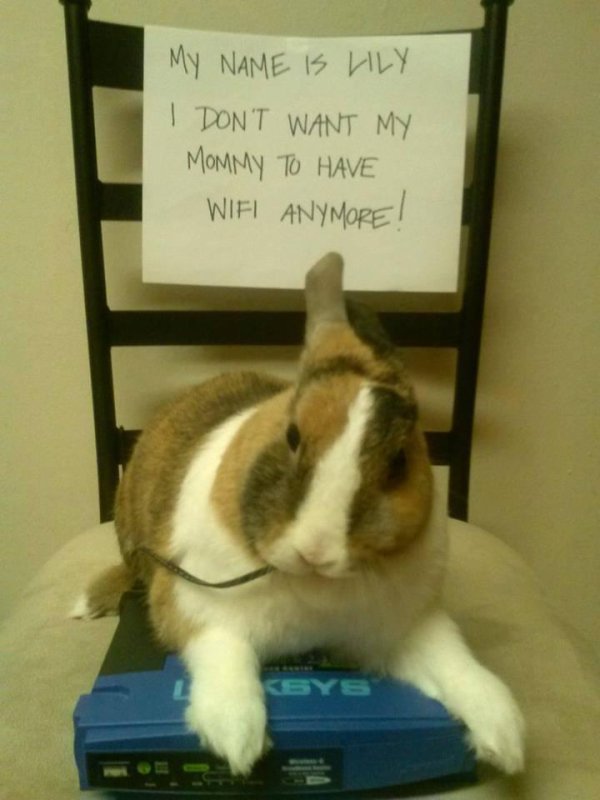 bunny funny