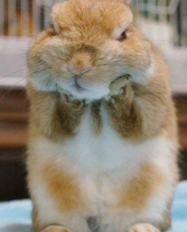 кролики милые