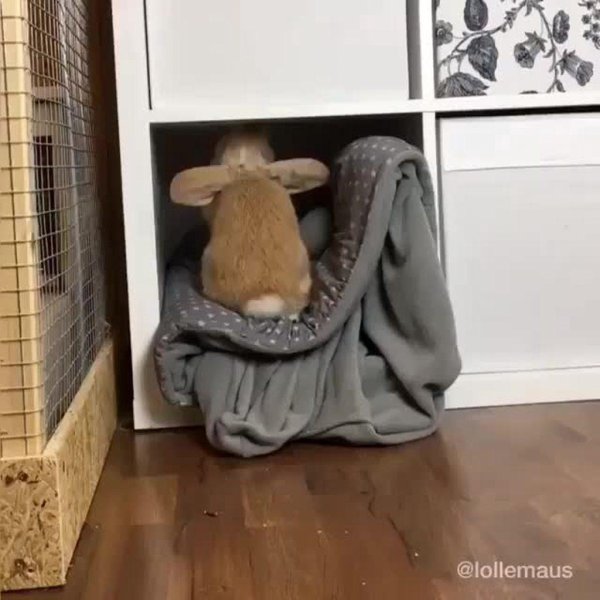 спящие кролики