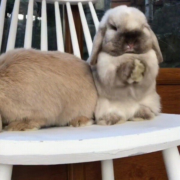 кролики милые