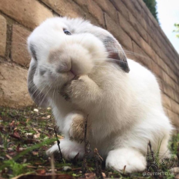 вислоухий кролик минилоп