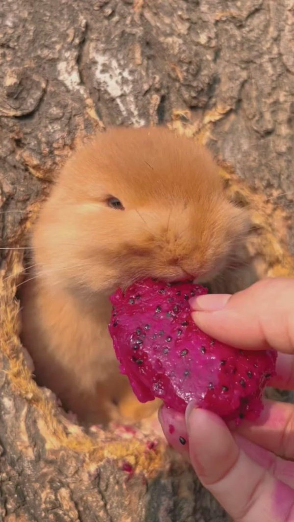 забавные зверюшки