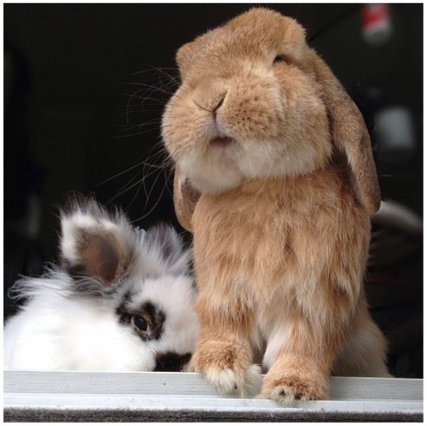 карликовый кролик