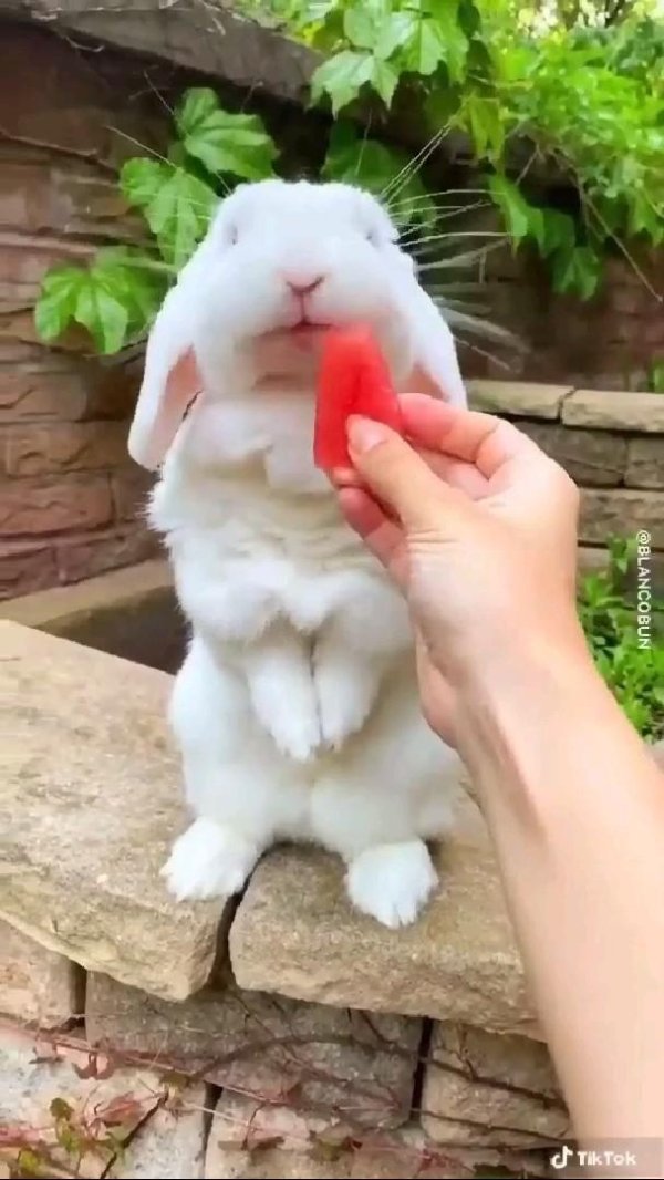 кролики милые