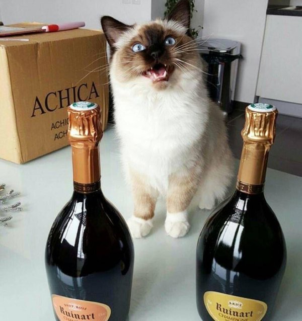 балинезийская рэгдолл