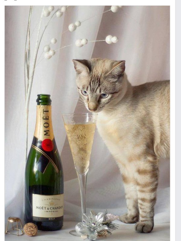 кот с вином