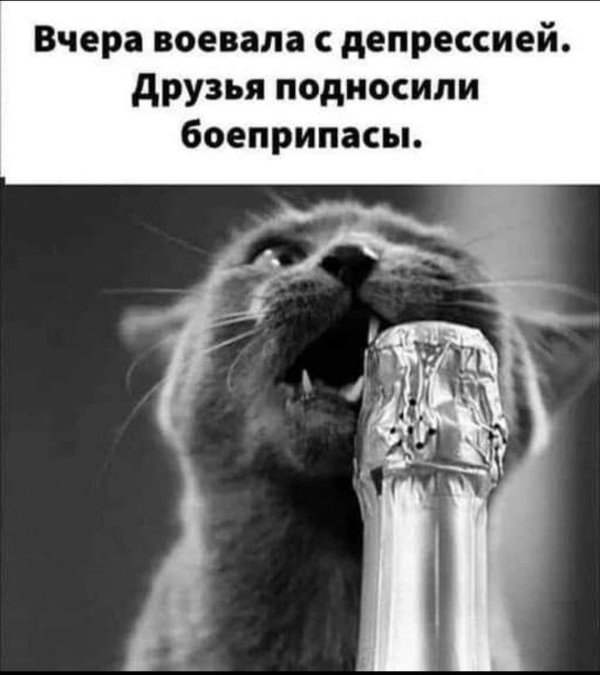 кот с вином