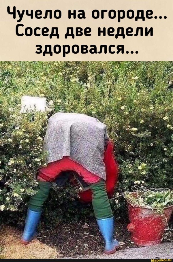 дачные приколы