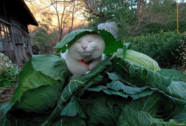 капуста прикол