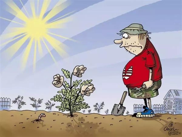 дачник карикатура