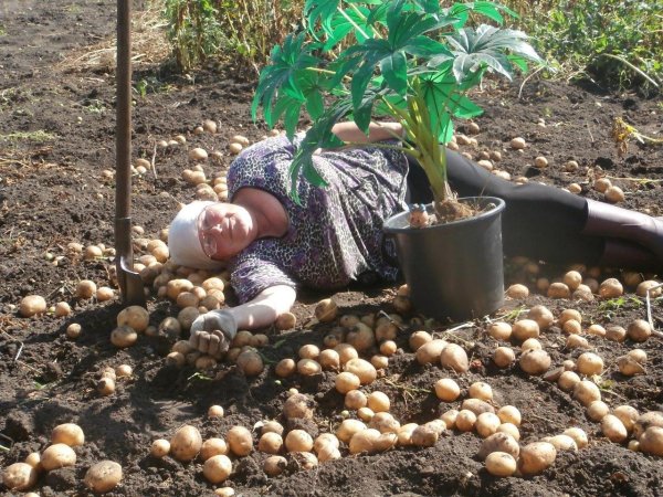 посадка картофеля