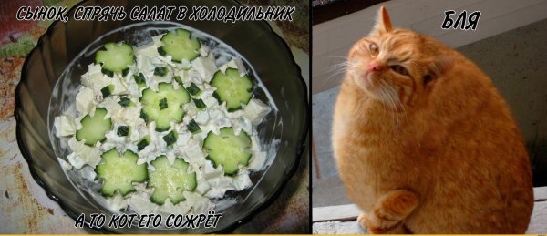 жирные коты