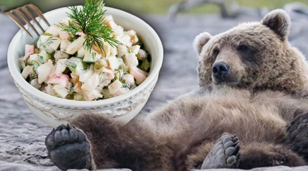 медведи медвежьи