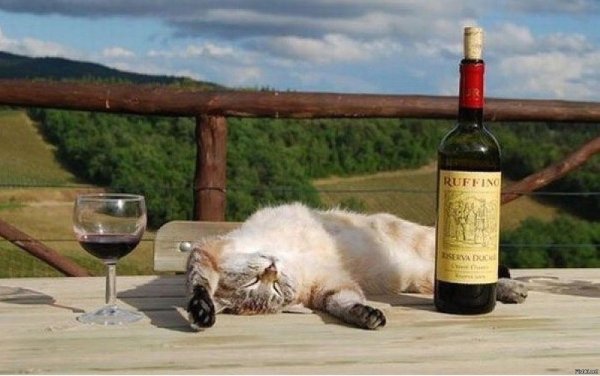 кот с шампанским