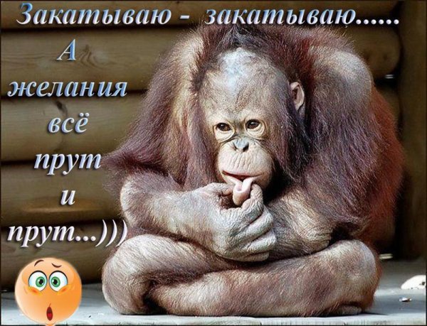 животное орангутанг