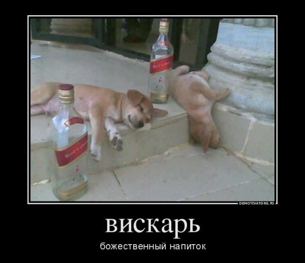 пьяные животные