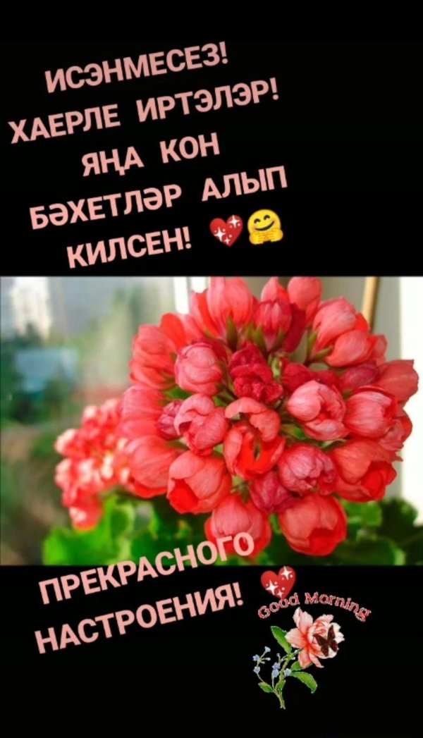 пеларгония тюльпановидная