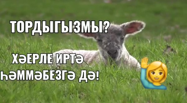 милый ягненок