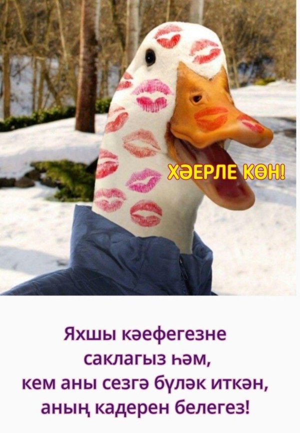 смешные уточки