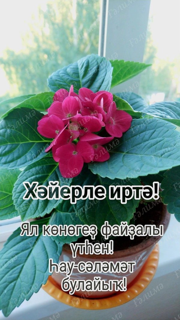 хәерле иртә дуслар